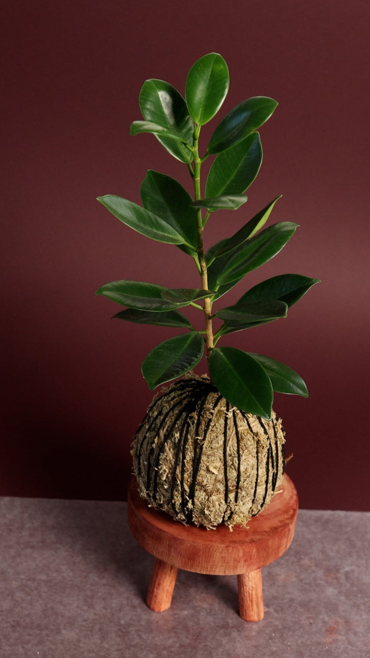 Ficus Kokedama Workshops Milwaukee