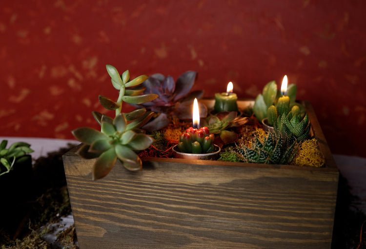 Miyabi Succulent Planter Workshops Milwaukee