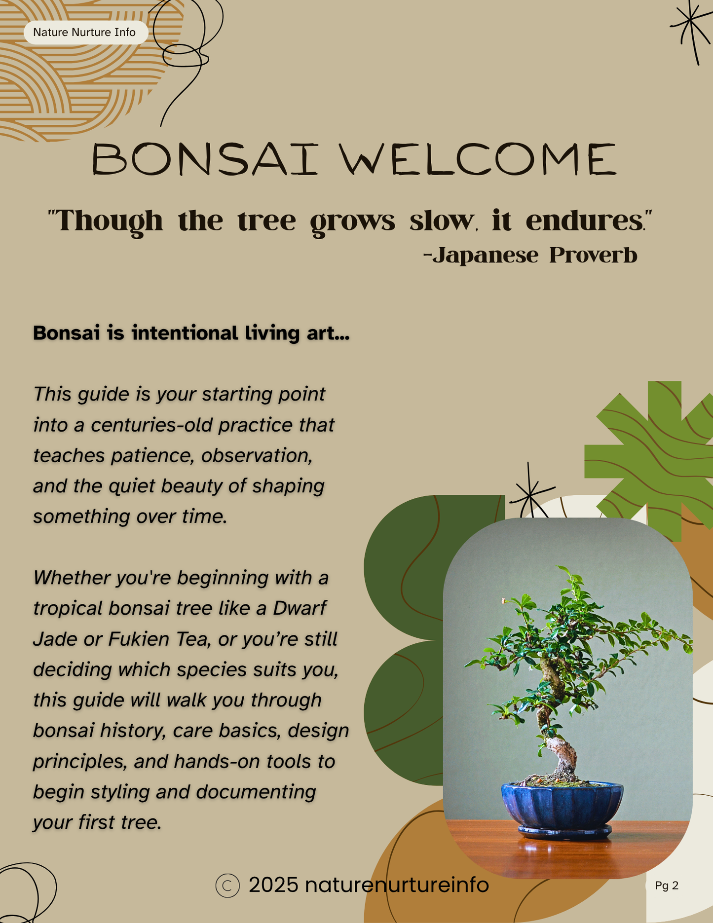 Beginner Bonsai: Your First Tree from Start to Styled