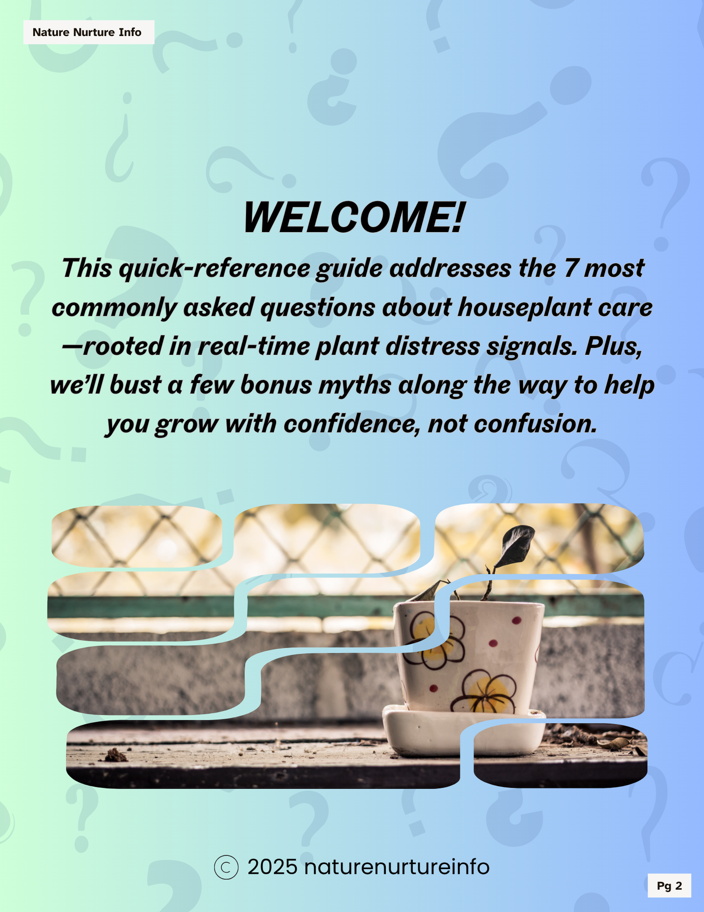 Plant Triage: Questions Every Plant Parent Asks