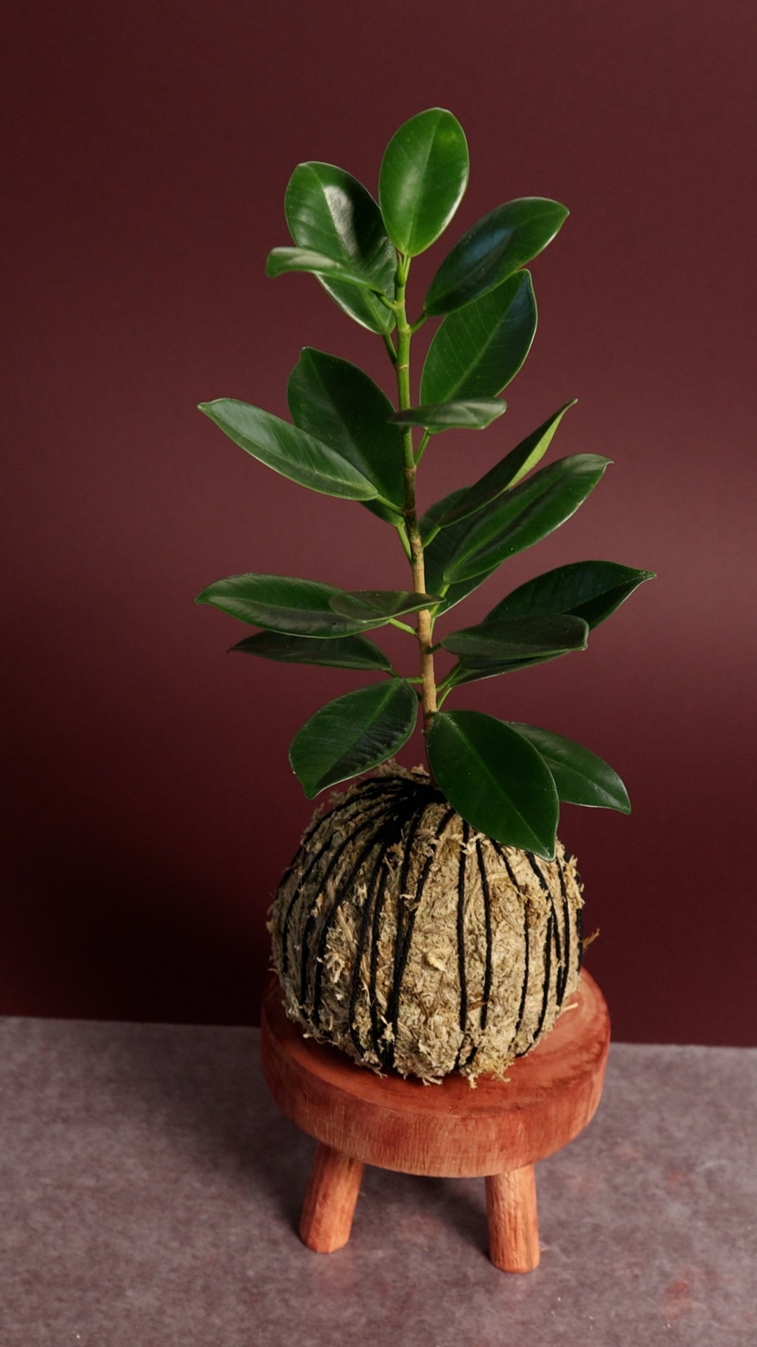 Ficus Kokedama Workshops Chicago