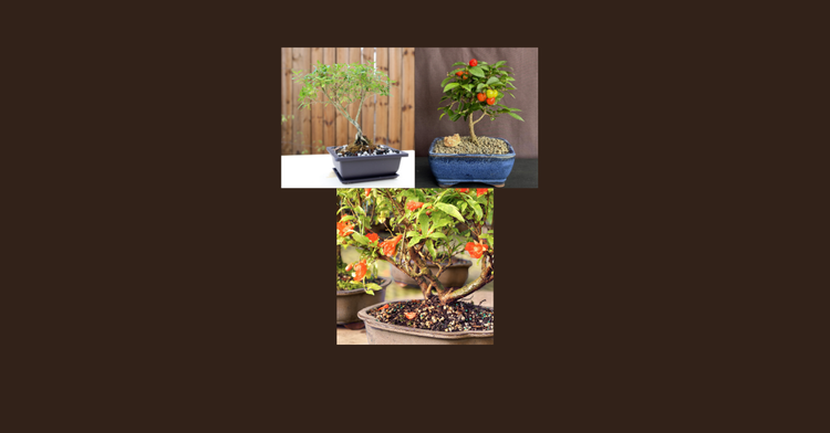 Novice Bonsai 102 Workshops Chicago