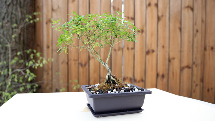 Novice Bonsai 102 Workshops Milwaukee