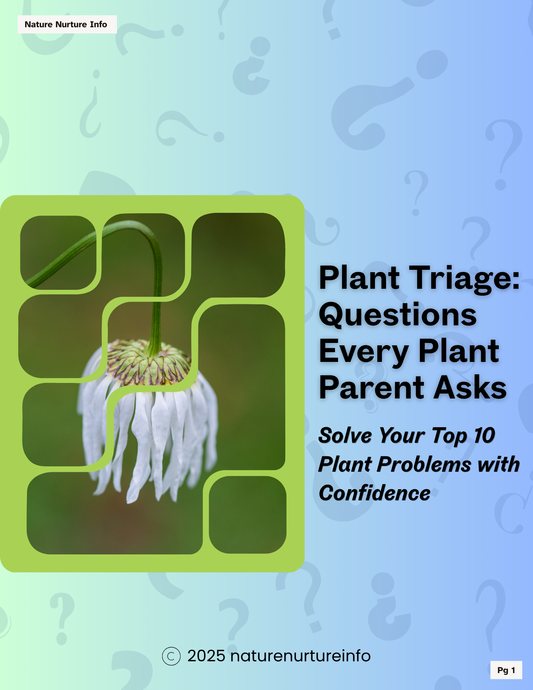 Plant Triage: Questions Every Plant Parent Asks