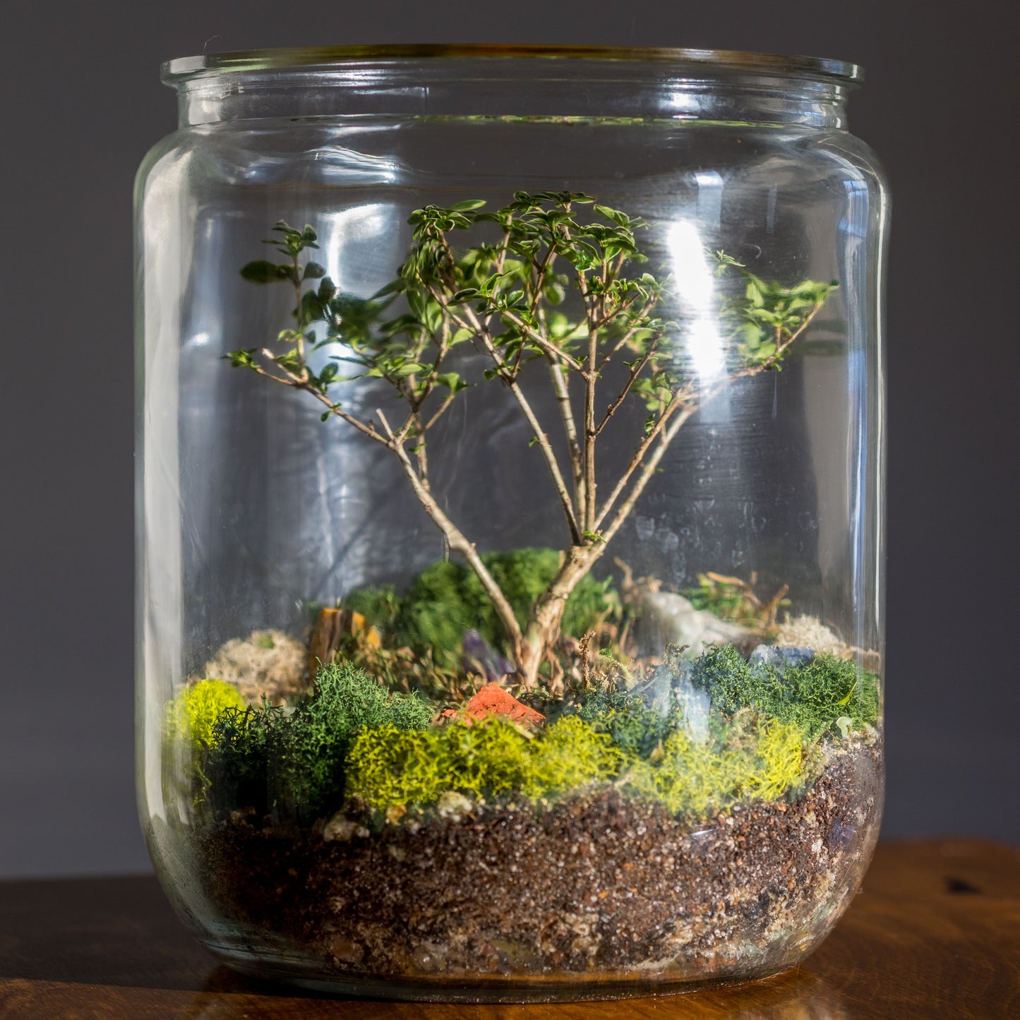 Bonsai Terrarium