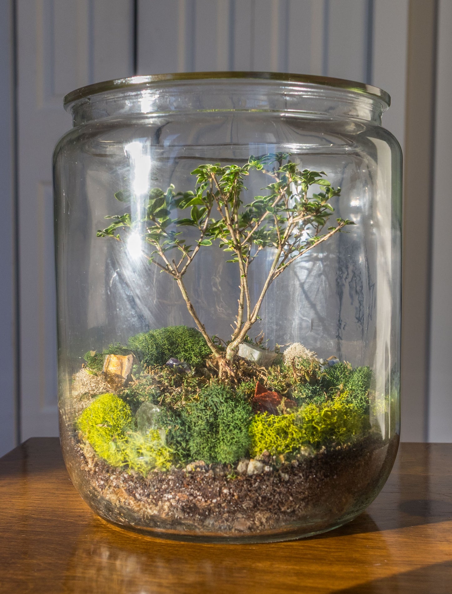 Bonsai Terrarium